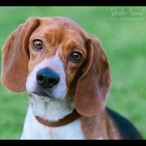 Meet your Posher, Bob